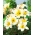 Lilia trąbkowa - White Planet - cebula XL