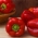 Papryka słodka Waga - czerwona, średniowczesna, do uprawy pod osłonami, długo owocująca