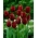 Tulipan Jan Reus - 5 cebulek