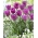 Tulipan Magic Lavender - 5 cebulek