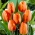 Tulipan pomarańczowy Orange - 50 cebulek - paczka XXL!