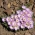 Szczawik chilijski - Oxalis Adenophylla - duża paczka! - 50 szt.