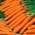 Marchew Drako, typ karotka - średniowczesna, intensywnie pomarańczowa z dużą zawartością karotenu - 4250 nasion