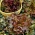 BIO Sałata liściowa - Red Salad Bowl - Certyfikowane nasiona ekologiczne