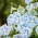 Wilec trójbarwny Blue Star – niezwykle okazałe kwiaty! - 56 nasion