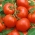 Pomidor Baron - do uprawy pod osłonami - 35 nasion