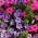 Petunia olbrzymiokwiatowa - Smolicka Superbissima - 60 nasion