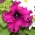 Petunia o kwiatach strzępiastych - mieszanka - 80 nasion