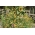 Mieszanka tęczowy żywopłot - 40 gatunków roślin jednorocznych o wysokości do 180 cm