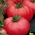 Pomidor Polorosa F1 pod osłony - 15 nasion