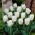 Tulipan niski biały - Greigii white