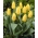 Tulipan niski żółty - Greigii yellow