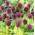 Czosnek kulisty - Allium rotundum - 3 szt.