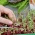 Microgreens - Burak liściowy - młode listki o unikalnym smaku - 450 nasion