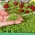 Microgreens – Rukiew wodna - młode listki o unikalnym smaku - 8000 nasion