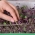 Microgreens - Rzodkiew - młode listki o unikalnym smaku - 255 nasion