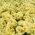 Petunia ogrodowa - Kaskada żółta - 160 nasion
