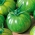 Pomidor gruntowy wysoki - Green Zebra