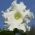 Petunia o kwiatach strzępiastych - biała - 80 nasion