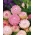 Kocanka ogrodowa, nieśmiertelnik - różowa - 1250 nasion