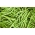 Fasola Presto - karłowa, zielona, typ flageolet - 120 nasion