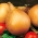 Cebula Ailsa Craig o gigantycznych cebulach – nasiona otoczkowane - 200 nasion