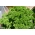 Pietruszka naciowa Mooskrause 2 - kędzierzawa, intensywnie zielona - 1200 nasion