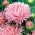 Aster chiński igiełkowy różowy - 500 nasion