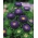 Aster chiński pomponowy ciemnoniebieski - 500 nasion