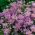 Aster gawędka - lawendowoniebieski, długowieczny kwiat - 120 nasion