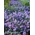 Aster gawędka - lawendowoniebieski, długowieczny kwiat - 120 nasion
