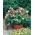 Domowy ogródek - Fasola Hestia - wielkokwiatowa, szparagowa - do uprawy w domu i na balkonie