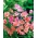 Groszek pachnący o kwiatach pstrych - 36 nasion