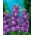 Lewkonia letnia Excelsior liliowoniebieska - 300 nasion