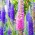 Przetacznik kłosowy - Sightseeing - w trzech kolorach! - 1000 nasion