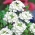Werbena ogrodowa - biała - 120 nasion