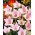 Platykodon wielkokwiatowy, Rozwar - różowy - 110 nasion