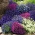 Lobelia przylądkowa - mieszanka kolorów - 6400 nasion