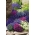 Lobelia przylądkowa - mieszanka kolorów - 6400 nasion