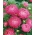 Aster chiński peoniowy różowy - 500 nasion