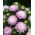 Aster chiński peoniowy biało-różowy - 500 nasion