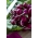 Rzodkiewka Viola - żywy, fioletowy kolor skórki - 425 nasion