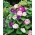 Wilec o dwubarwnych kwiatach - 56 nasion