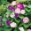 Wilec o dwubarwnych kwiatach - 56 nasion