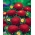 Aster chiński pomponowy czerwony - 500 nasion