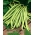 Fasola Scuba - szparagowa, średnio wczesna, zielonostrąkowa - 200 nasion