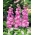Lewkonia letnia Excelsior różowa - 300 nasion