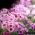 Żeniszek meksykański różowy - 150 nasion