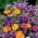 Pachnące kwiaty - Mieszanka roślin jednorocznych o pachnących kwiatach - 120 nasion