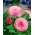 Stokrotka wielkokwiatowa różowa - Maria - 600 nasion